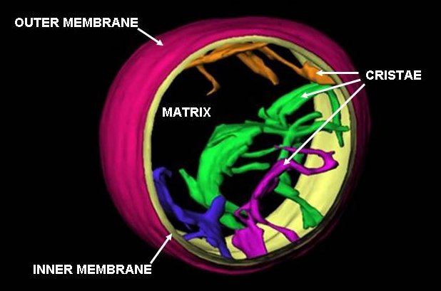 Mitochondrie - energetickĂ© jednotky buĹ?ky majĂ­cĂ­ na starosti pĹ™evĂˇĹľnou ÄŤĂˇstÂ bunÄ›ÄŤnĂ©ho dĂ˝chĂˇnĂ­. NeuronĹŻm, kterĂ© o svĂ© mitochondrie pĹ™iĹˇly, zĂˇvisĂ­ na jejich dostupnosti Ĺľivot. (Kredit: Mannella, volnĂ© dĂ­lo)Â 