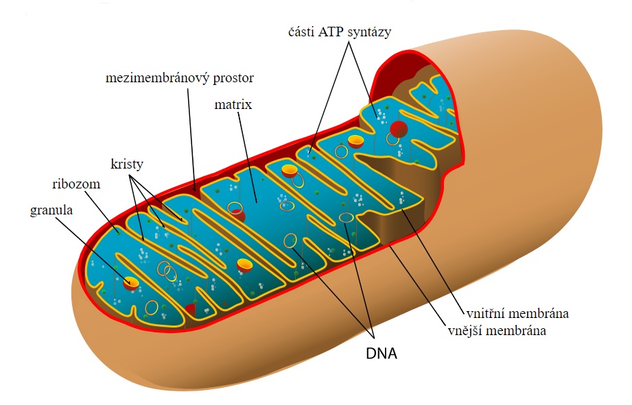 Mitochondrie - potomek alfaproteobakterií příbuzných dnešním rickettsiím. Dnes jsou z nich semiautonomní organely.