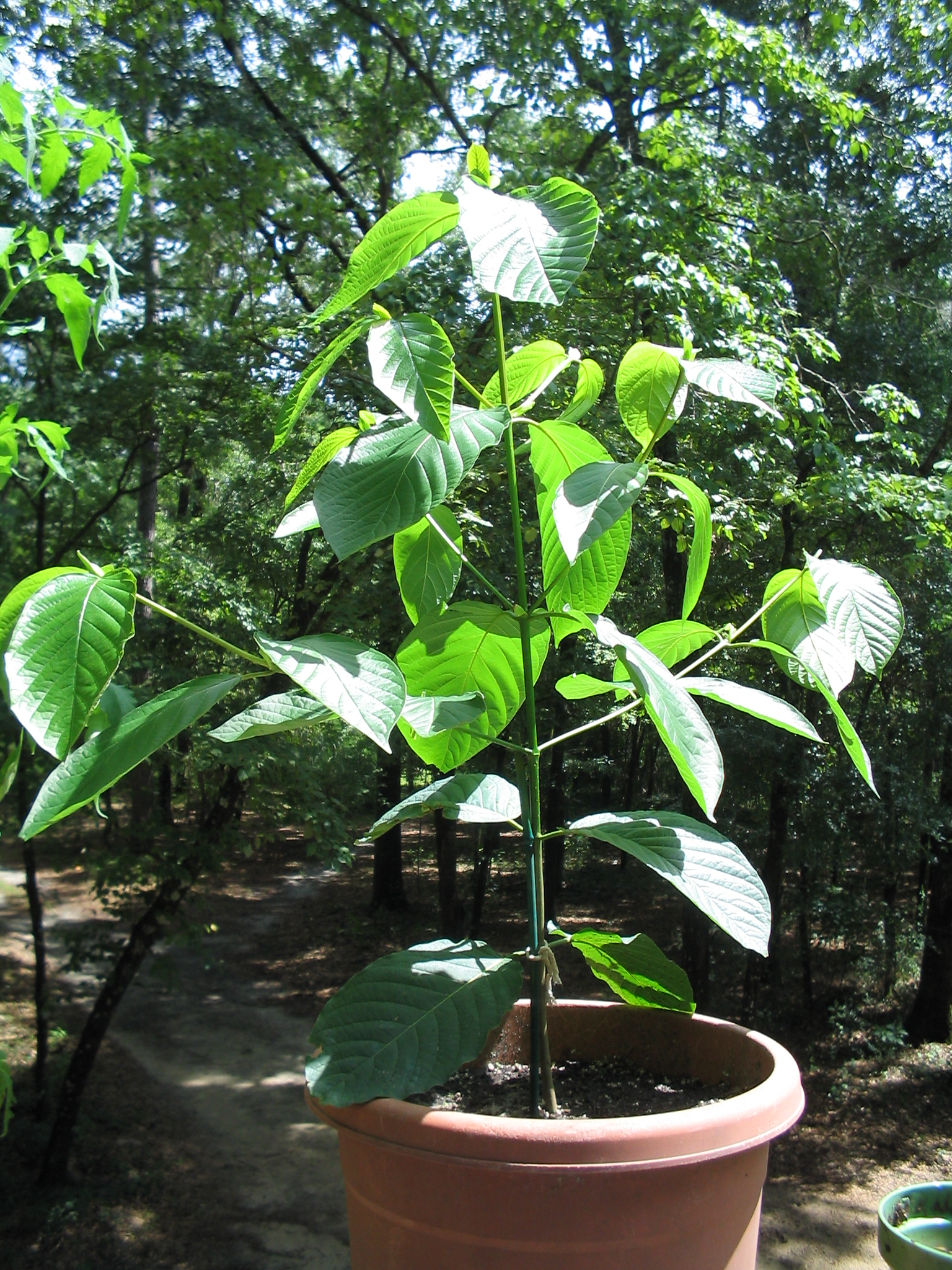 Mladý stromek Mitragyna speciosa. Kredit:  Uomo vitruviano, Wikimedia Commons. CC BY-SA 3.0