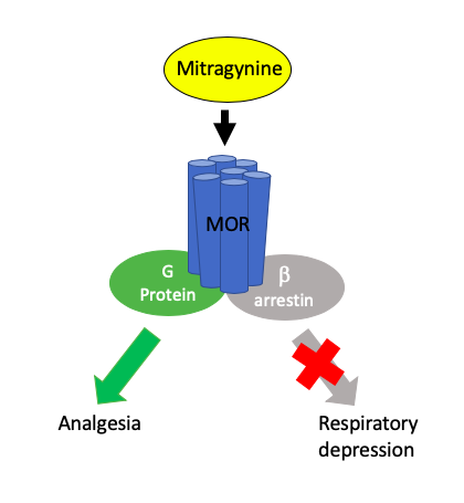 Alkaloidy kratomu jsou výjimeční přirození zástupci biased agonistů opiátového receptoru mí. Vazba mitragyninu na receptor přednostně aktivuje signalizaci závislou na G proteinu, která se projeví potlačením bolesti a euforií. Naopak u tohoto opiátu n