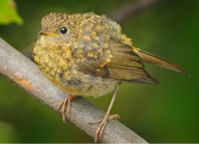 MladĂˇ, letos vyvedenĂˇ ÄŤervenka pĹ™ipomĂ­nĂˇ svĂ© ĂşhlednĂ© rodiÄŤe snad jen stejnÄ› velikĂ˝m okem Kredit: ÄŚSO, foto: Martin PelĂˇnek (phototrip.cz) 
http://bigfiles.birdlife.cz/PS_2016-01.pdf