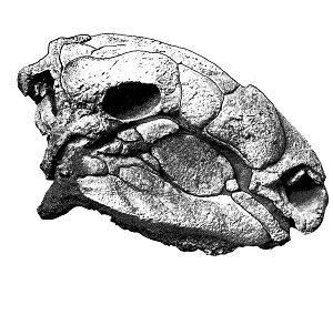 Fosilní lebka nodosaurida druhu Panoplosaurus mirus. Tohoto mohutného obrněného býložravce popsal paleontolog Lawrence Lambe rovněž před sto lety. Kredit: Lambe, L. (1919); Wikipedie (volné dílo)