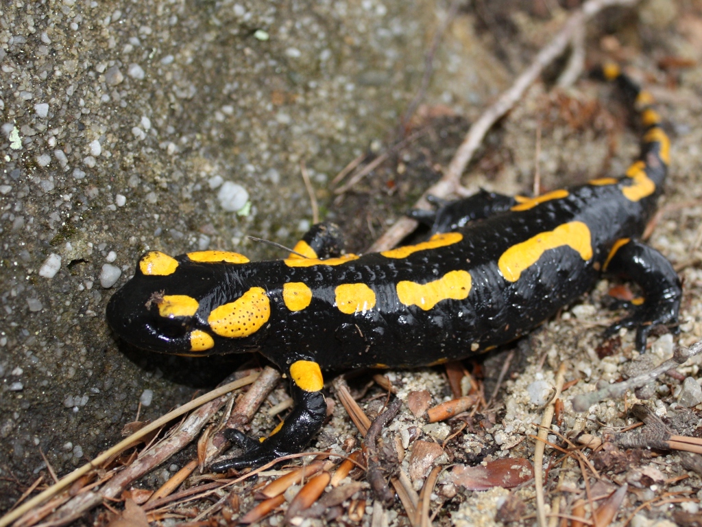 Mlok skvrnitĂ˝. Jeho lokĂˇlnĂ­ vyhynutĂ­ v Holandsku mĂˇ rovnÄ›Ĺľ na svÄ›domĂ­ chytridiomycetnĂ­ houba. Kredit: Martin Filip + Tereza ProchĂˇzkovĂˇ, Wikipedia