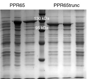 Dva pentatrikopeptidové proteiny  při opravě spočívající v záměně C a U na molekule RNA. Kredit: Bastian Oldenkott, 2019.