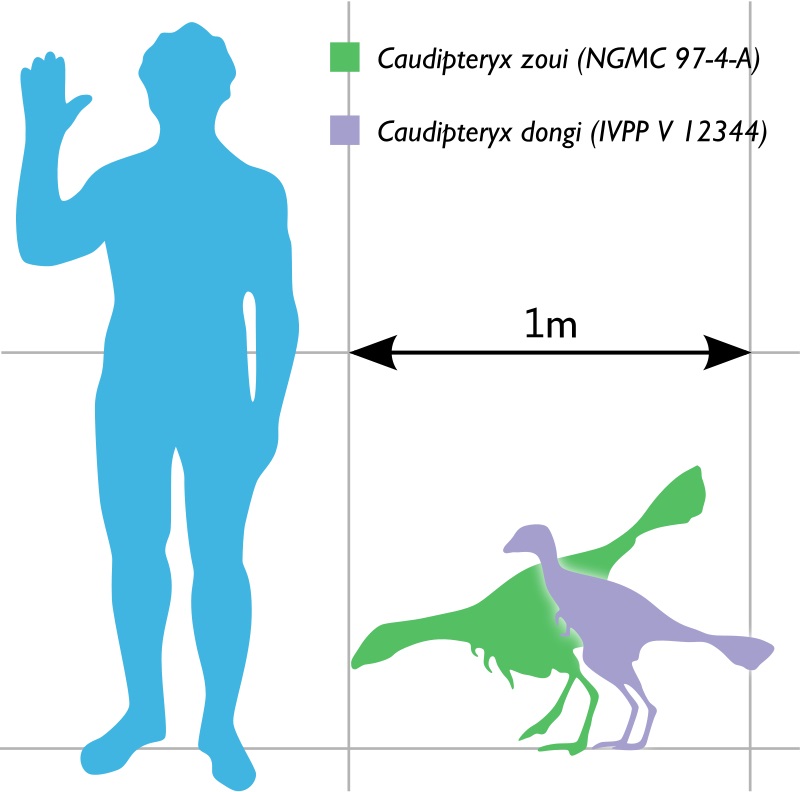 Velikostní porovnání zástupců obou dosud popsaných a vědecky platných (validních) druhů rodu Caudipteryx. Jednalo se o velmi malého opeřeného dinosaura, který však svým paleontologickým významem výrazně překonává i skutečné dinosauří giganty. Kredit: