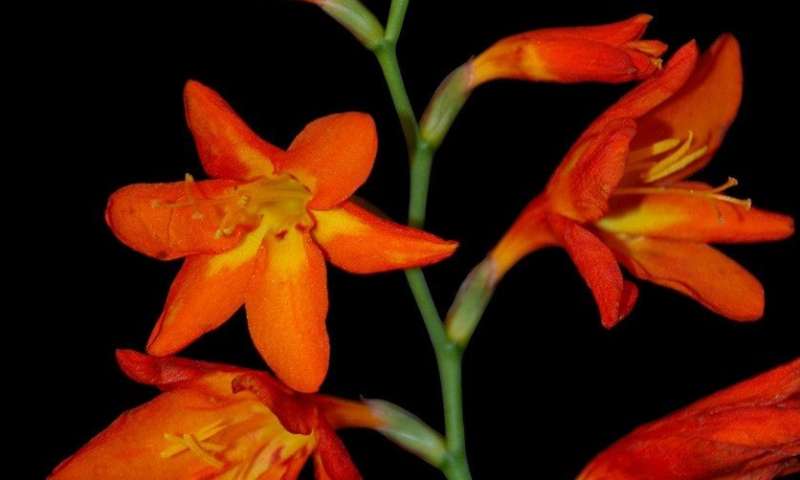 Montbrécie, mezidruhový kříženec Crocosmia x crocosmiiflora se pro svou vůni po šafránu staly vysoce ceněnou a oblíbenou květinou. Kredit: Seohyun (Jenny) Jo, University of British Columbia.