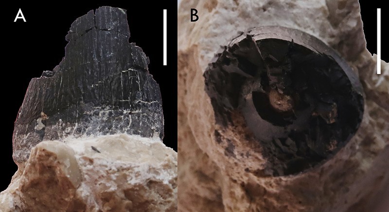 Zub s označením ÚGV PAL348 z (A) labiálního (vnějšího) a (B) apikálního (odshora) pohledu. Měřítko: 10 mm (Madzia a kol., 2018).