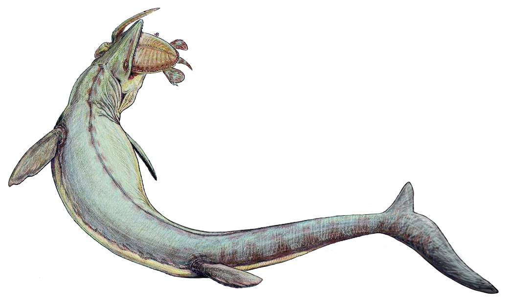 Mosasaurus byl obří mořský predátor, dosahující délky minimálně kolem 12 metrů a hmotnosti asi 7 až 10 tun. Obří odrostlí jedinci ale mohli být pravděpodobně ještě podstatně větší, jejich délka se možná blížila 20 metrům. Kredit: Dmitrij Bogdanov; Wi