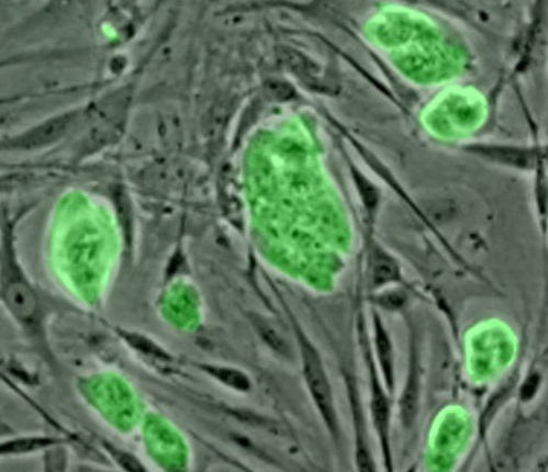 Kmenové buňky. (Kredit NSF)