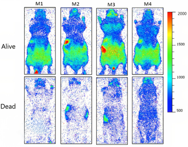 Záření živých a mrtvých myší. Kredit: Salari et al. (2025), Journal of Physical Chemistry Letters.
