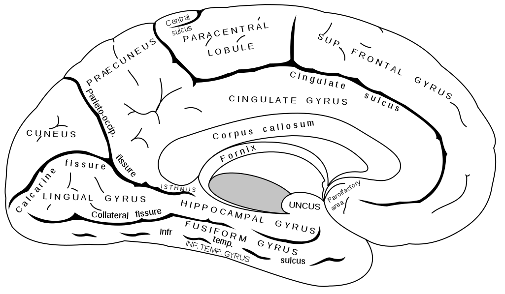 Prvotní zpracování informací probíhá v části mozku zvané hippokampus. Důležité informace jsou předávány do neokortexu, kde dochází k jejich uspořádávání, propojování a ukládání do dlouhodobé paměti. (Autor obrázku: Henry Vandyke Carter)