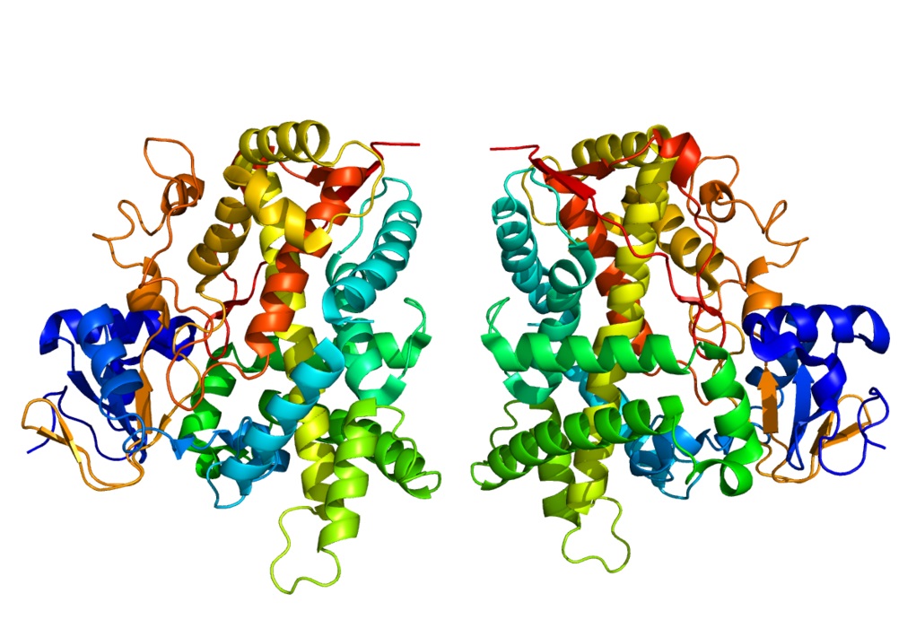 Cytochrom P450 2E1 je proteinová molekula oxidázového systému (enzym), rozkládající celou řadu toxických látek. U nás, lidí, dostane zabrat na Silvestra, kdy po boku alkoholdehydrogenázy se bude snažit aby se nám před očima neproducírovaly bílé myšky