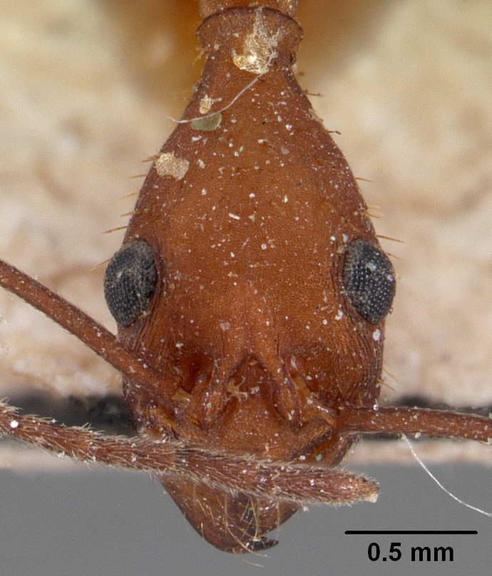 Pohled do tváře mravence Aphaenogaster araneoides, známého pod jménem cikánský mravenec. Kredit: April Nobile  www.antweb.org,  CC-BY-SA-3.0.
