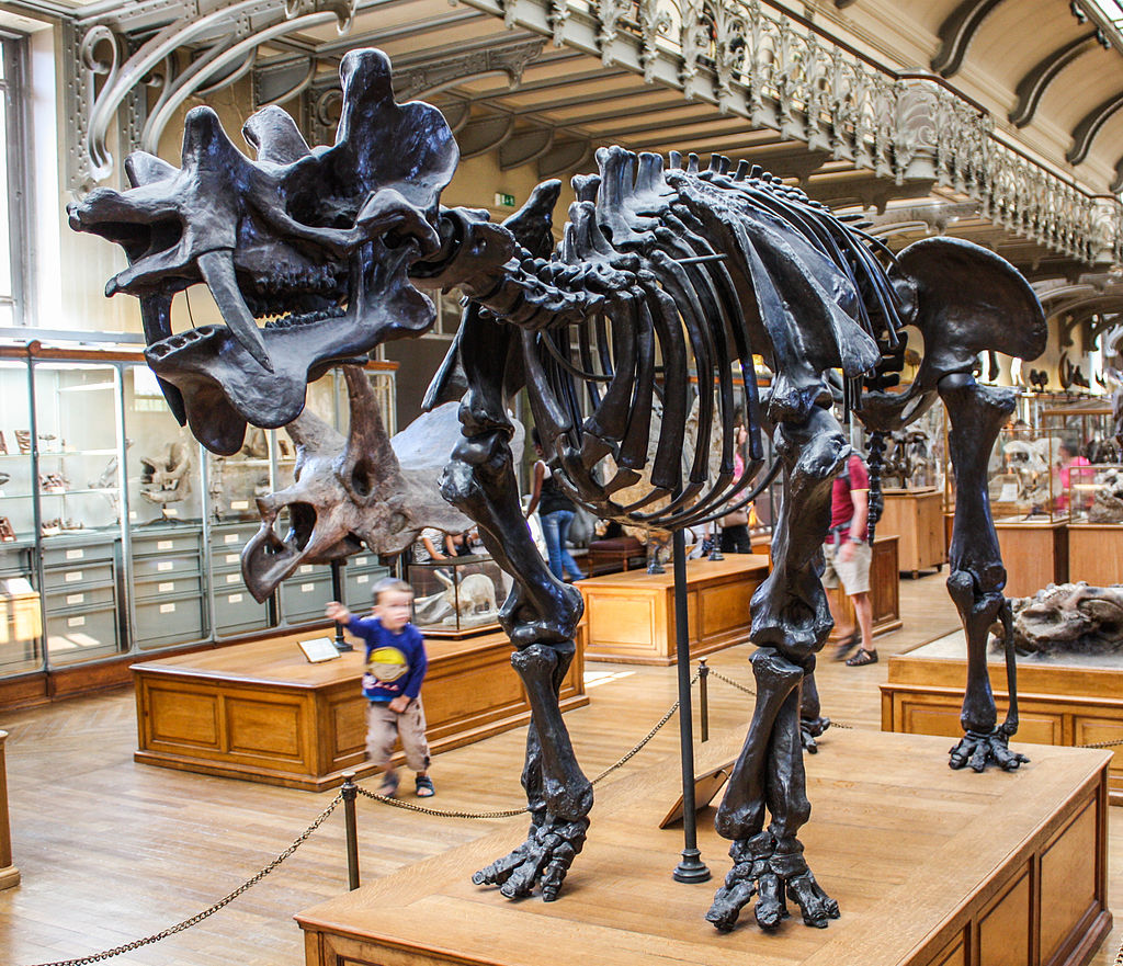 Replika kostry uintatéria, vystavená v pařížském Národním přírodovědném muzeu. Pohled na lebku zvířete dokládá, jak bizarní vzhled musel tento zástupce skupiny Dinocerata zaživa mít. Vědce ohromily jeho fosilie již na začátku 70. let 19. století, kdy