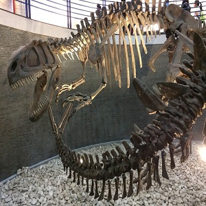 Kostra druhu Yangchuanosaurus shangyouensis v expozici Přírodovědného muzea v Pekingu. V popředí je vidět ocasní část kostry stegosaurida rodu Tuojiangosaurus multispinus, který s jangchuanosaurem (ke své smůle) sdílel jurské ekosystémy dnešní jihový
