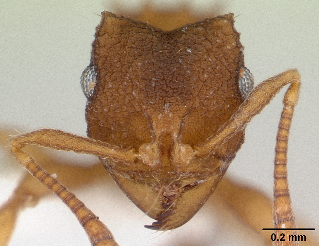 Hlava mravence Mycocepurus smithii.  O těchto mravencích se mnohde stále píše, že jsou asexuální. Je to ale pravda jen částečně. V centru kolonie si ti privilegovaní sexu dopřávají. Kredit:: April Nobile, Wikipedia, CC BY 4.0