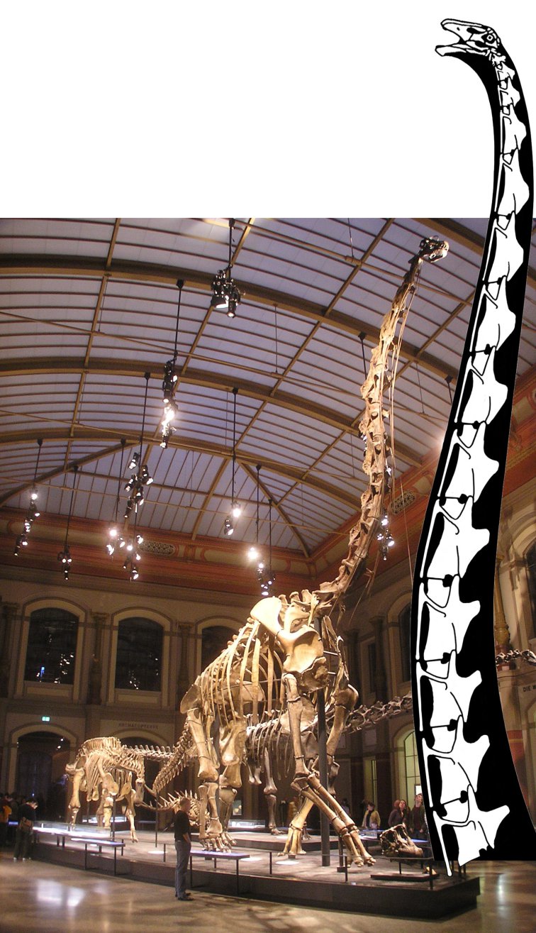 Gigantický krk barosaura(?) dlouhý 17 metrů, tedy o poznání vyšší než nejvyšší smontovaná kostra dinosaura na světě (Giraffatitan brancai v Berlínském přírodovědeckém muzeu s výškou 13,2 metru). Kredit: Taylor a Wedel, web SVPOW.