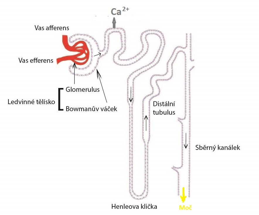Nefron - základní stavební a funkční jednotka ledviny. V každé ledvině jich máme přibližně jeden milion. Ke zpětné resopci vápníku dochází v jeho proximální části. Právě tam se hraje o koncentraci vápníku v moči a rozhoduje o tom protein nazvaný TRPV