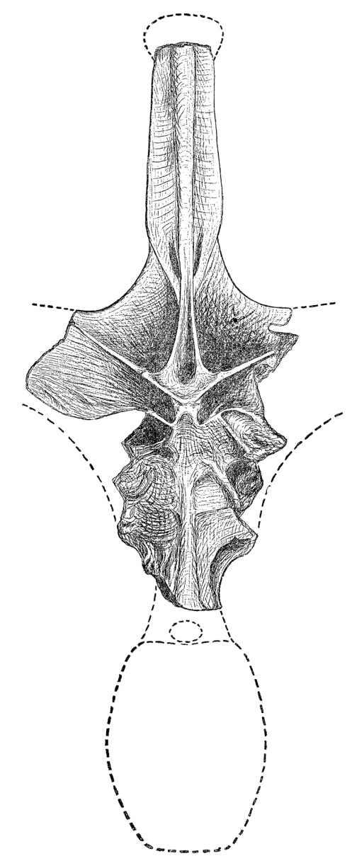 Neurální výběžek dorzálního obratle obřího sauropodního dinosaura, popsaného v roce 1878 jako Amphicoelias fragillimus. Podle Kennetha Carpentera byl zřejmě v kompletním stavu vysoký asi 2,4 metru a patřil dosud neznámému druhu rebbachisaurida. Letos