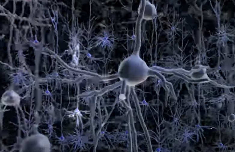 V mozku je síť různě propojujících až 100 miliard neuronů. A každý z nich si musí „doma“ uklízet. Tím více, čím intenzivněji „maká“. Kredit: MIT.
