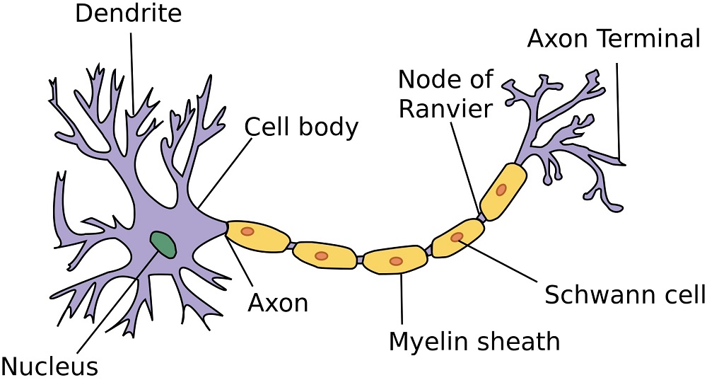 Myelinové pochvy - dar přítele retrovirus. Kredit: User:Dhp1080, Wikimedia, CC BY-SA 3.0