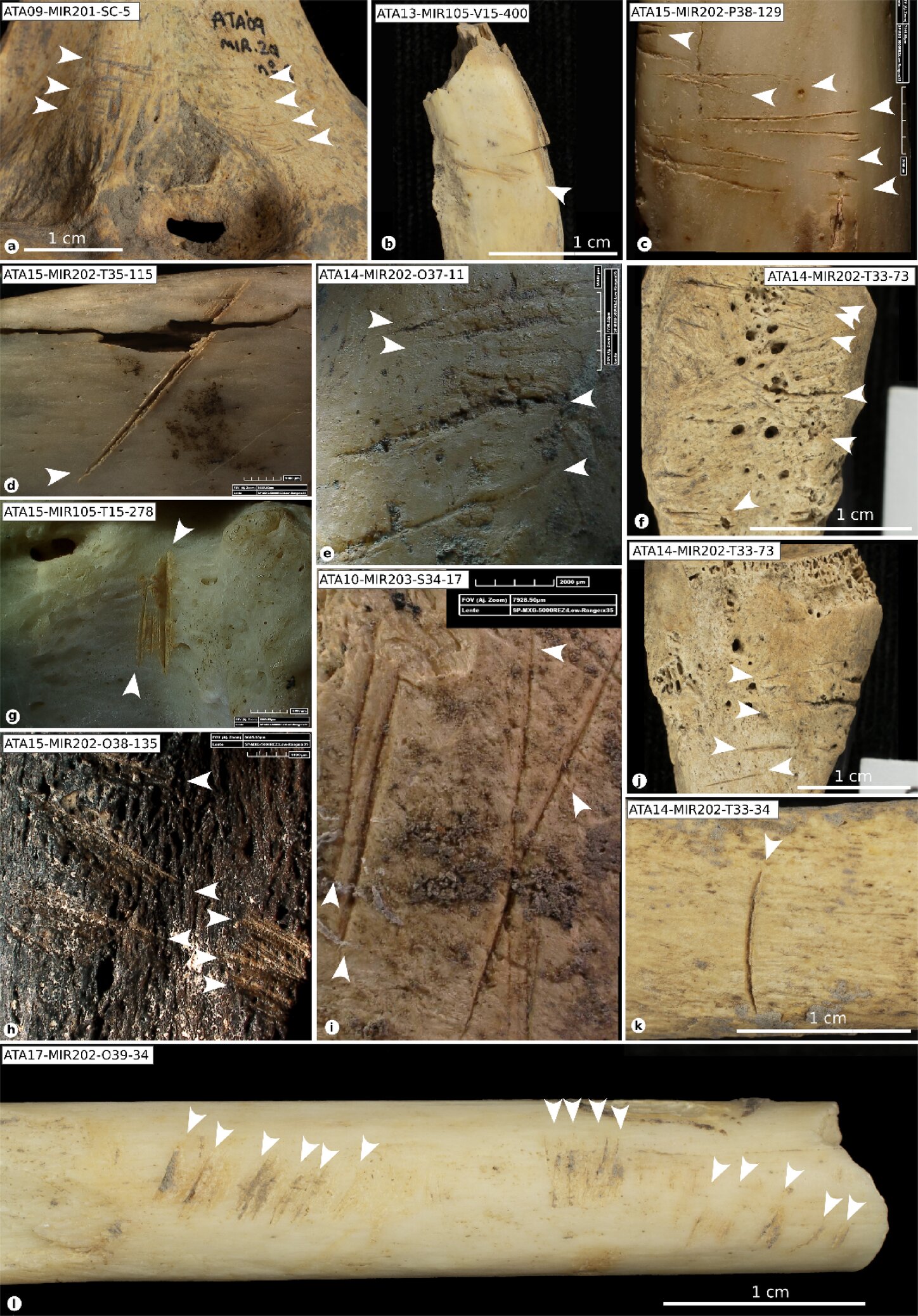 Sousedská zabijačka. Kredit: Saladié et a. (2025), Scientific Reports.