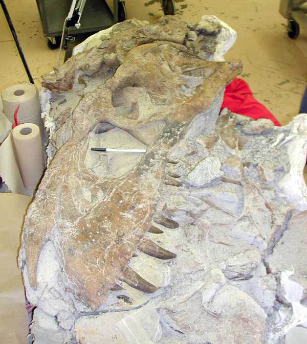 Částečně zachovaná lebka bistahieversora dosud spočívající v hornině. Některé zvláštní anatomické znaky tohoto tyranosaurida umožnily stanovení nového rodového jména. Tento mohutný teropod představoval dominantního predátora na území Nového Mexika v 
