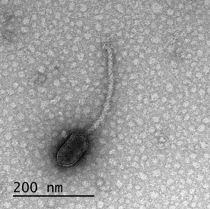 Delta bakteriofág – virus, který má vazebná místa pro CtrA (protein produkovaný hostitelem.  bakteriofága). S jejich pomocí fág monitoruje přítomnost proteinu k „rozhodování“ zda zůstat v klidu, nebo se replikovat a hostitelskou buňku opustit. Kredit
