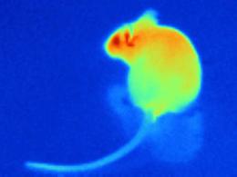 Hadi svou teplokrevnou oběť díky proteinu TRPA1 vidí asi takhle. Kredit: Julius Lab at UCSF.