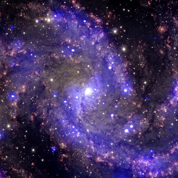 PozoruhodnĂˇ galaxie NGC 6946. Kredit: NASA.