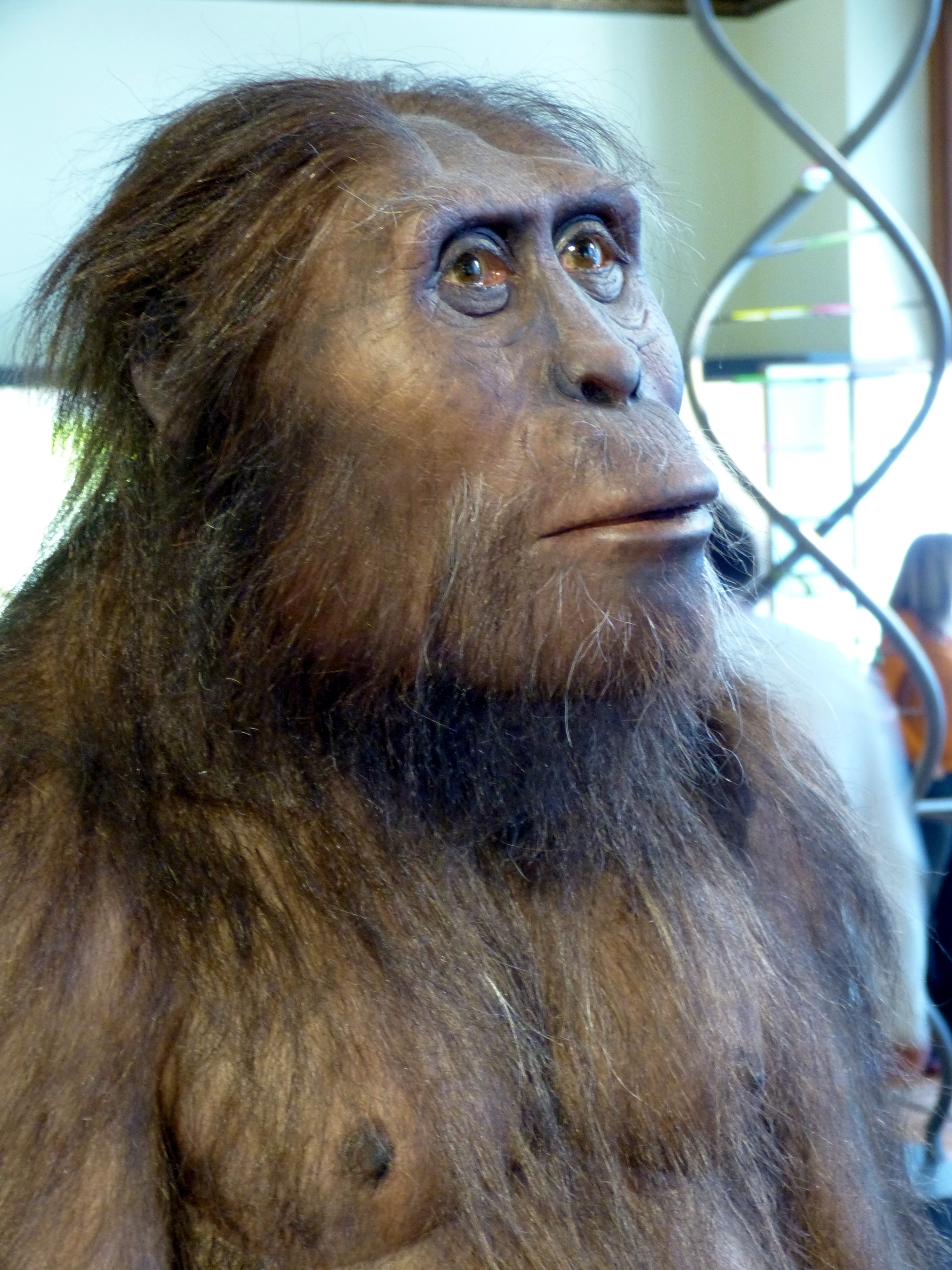 Australopithecus afarensis. Kredit: Wolfgang Sauber, Natural History Museum, Vienna  CC BY-SA 4.0