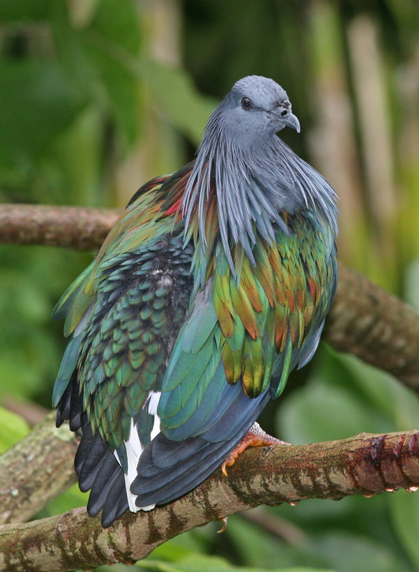 Holub nikobarský  (Caloenas nicobarica).  Kredit: Tomfriedel – http://www.birdphotos.com, Wikipedia, CC BY 3.0 .