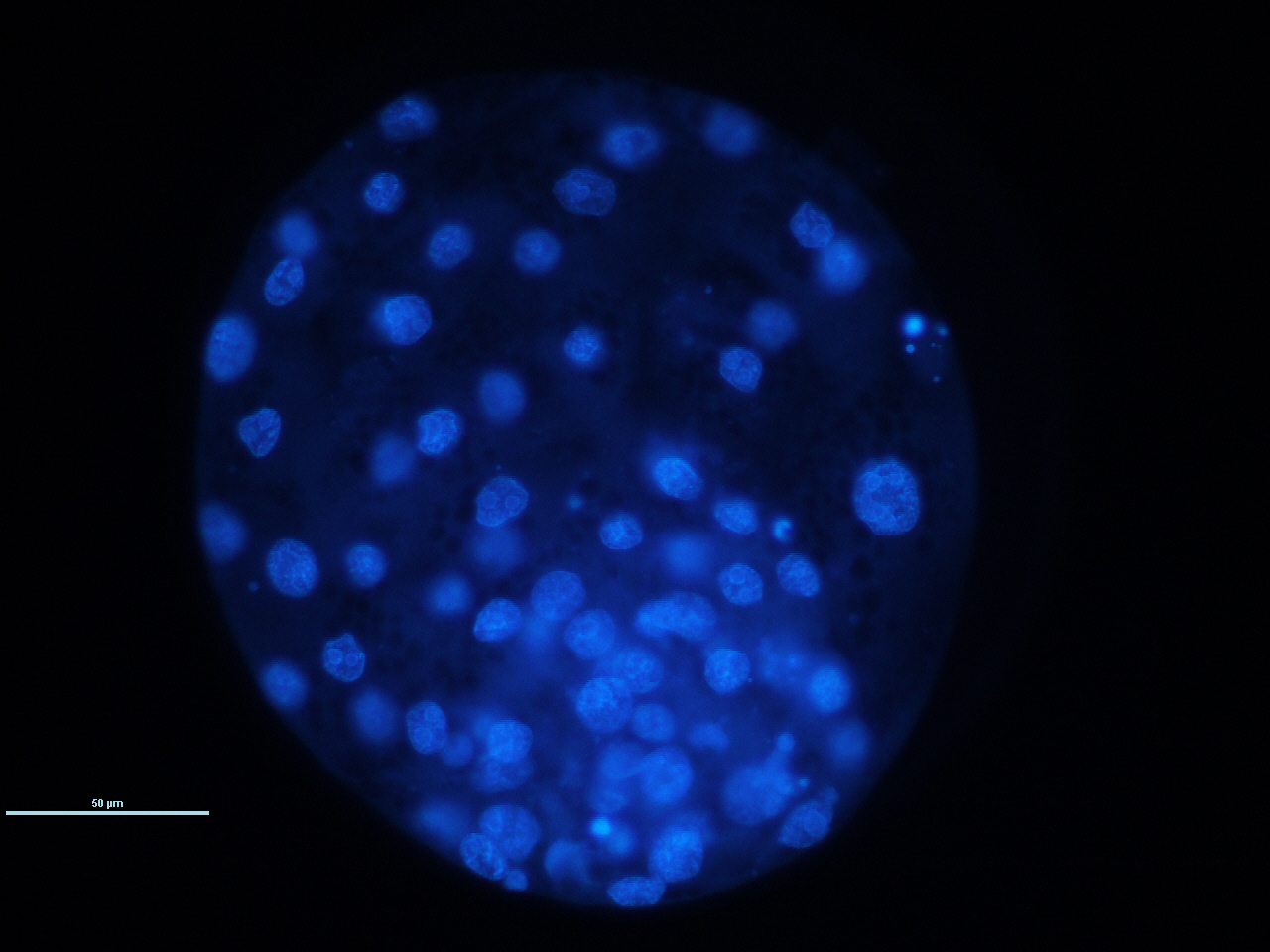 …aby se ze zygoty po několika dnech vytvořila učebnicová blastocysta s dostatečným počtem buněk (jejich jádra značená modře).