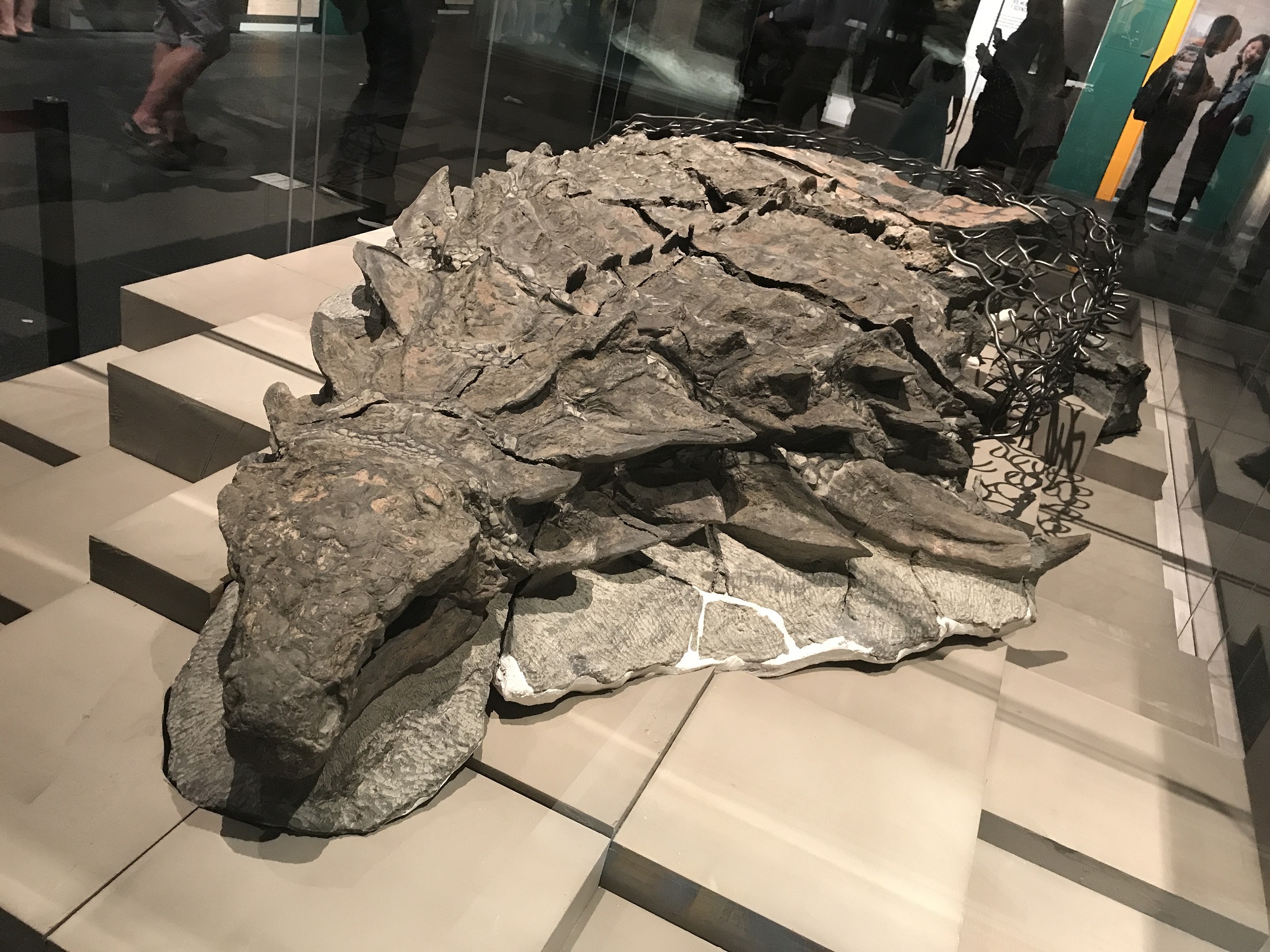 Fantasticky dochovaná fosilie nodosauridního ankylosaura na výstavě. Zaživa byl tento obrněný dinosaurus nejspíš rezatě zbarvený, měřil asi 5,4 metru na délku a vážil necelých 1,5 tuny. Kredit: Machairo, Wikipedie (CC BY-SA 4.0)