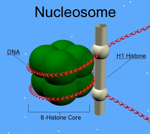 Stavba nukleozomu. (Kredit: Wikipedia)