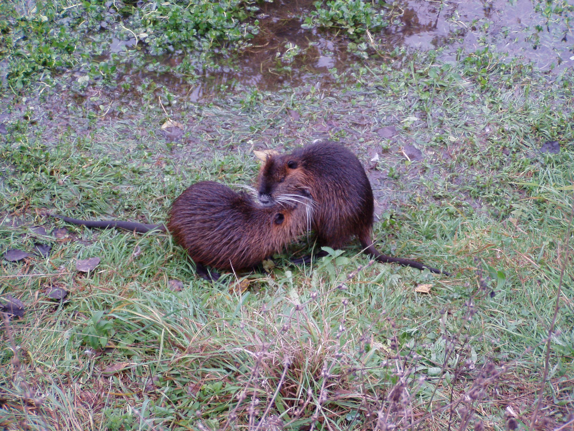 Nutria (Myocastor coypus) na brehu Domanižanky, unikla z chovu v obci Prečín.18.10.2009. Kredit: M. Smatana