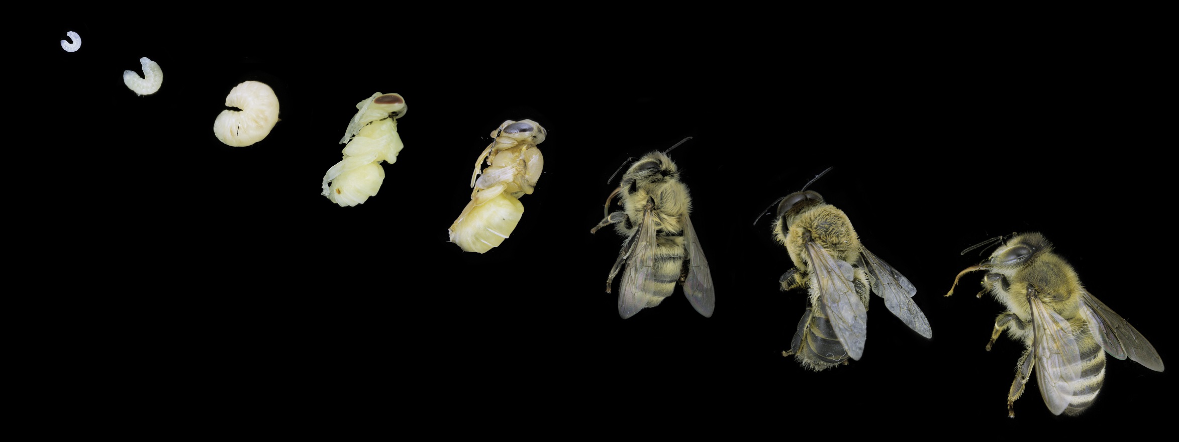 VĂ˝vojovĂ© ĹˇtĂˇdia vÄŤely Apis mellifera (larva 1-dĹ?ovĂˇ, 3-dĹ?ovĂˇ, 6-dĹ?ovĂˇ, kukla biela, kukla ÄŤierna, vÄŤela mladuĹˇka, trĂşd, dospelĂˇ vÄŤela). Foto: Jaroslav HavlĂ­k, Ondrej Hronec