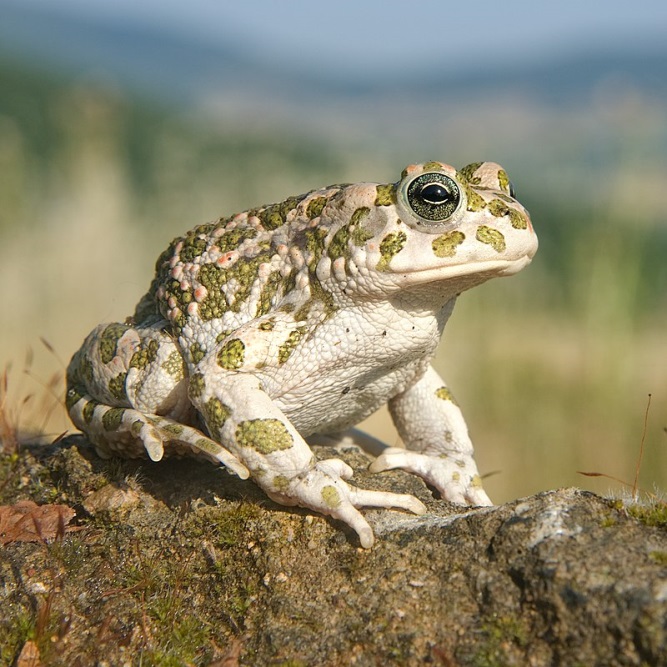 Ropuchy obecné (Bufo bufo) se dosud mají čile k světu, zatím se nestaly obětí globálního přejmenování. Kredit: TP.