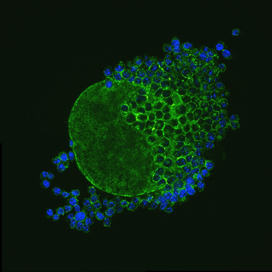 Ovulované vajíčko očekávající oplození spermií. Vajíčko je obklopené folikulárními buňkami cumulus oophorus (také kumulární buňky). Modře: jádra buněk, zeleně, mitochondrie. Ve vajíčku napočítáme asi tolik mitochondrií, co ve všech folikulárních buňk