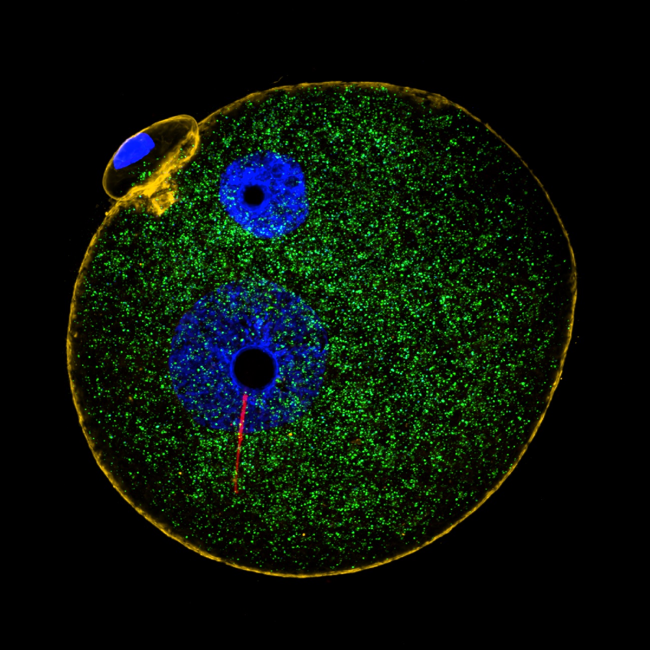 vajíčko krátce po oplození spermií. Jednobuněčné embryo zvané zygota (modře: prvojádra, oranžově: ?-aktin) obsahuje tisíce mateřských mitochondrií (zeleně) a jen několik desítek mitochondrií otcovských (červeně). Otcovské mitochondrie přichází se spe