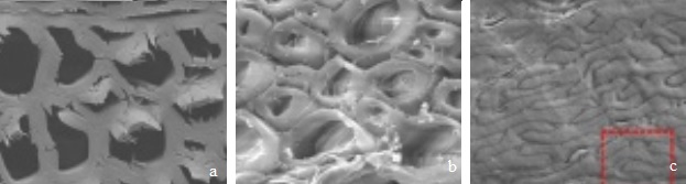 Snímky z rastrovacího elektronového mikroskopu odhalují očím neviditelné podrobnosti strukturu dřeva: a – přírodní dřevo, b – dřevo po chemickém odstranění části ligninu před slisováním, c – po slisování, kdy se stěny buněk zbortily, zaklínily do seb