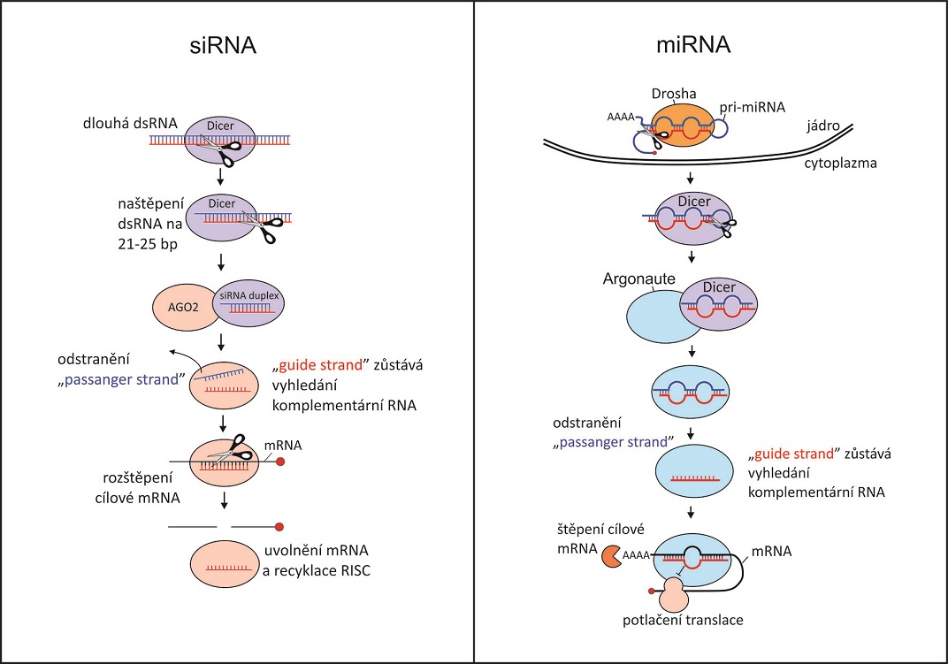 RNA interference - obranný mechanismus buňky proti cizorodé (hlavně virové) RNA nebo k posttranskripční regulaci vlastních genů. Obrázek podle Jinek a Doudna (2009) Nature 457: 405-12. doi: 10.1038/nature07755.