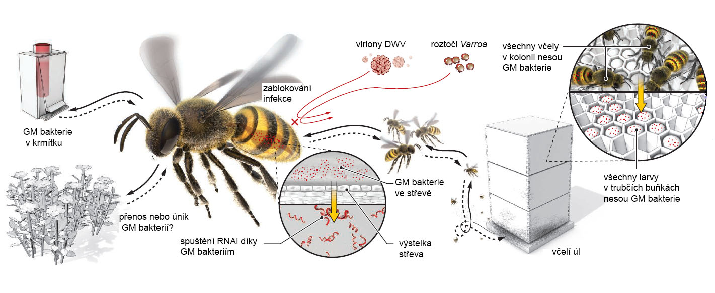 Geneticky modifikované (GM) bakterie ve střevě včely produkují dvouřetězcovou RNA (dsRNA), která u hostitele spustí imunitní ochranu založenou na RNAi. Ta zničí virovou infekci. dsRNA proti genům roztoče Varroa u tohoto parazita spustí jeho vlastní R