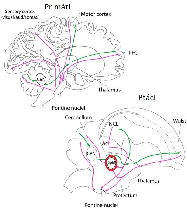 Mozkové informační cesty mezi mozkovou kůrou a mozečkem u primátů a ptáků. U savců informace z kůry do mozečku procházejí jádry mostu (pontine nuclei). U ptáků část signálů z koncového mozku (telencephalon) do mozečku také vedou přes dvě jádra mostu 