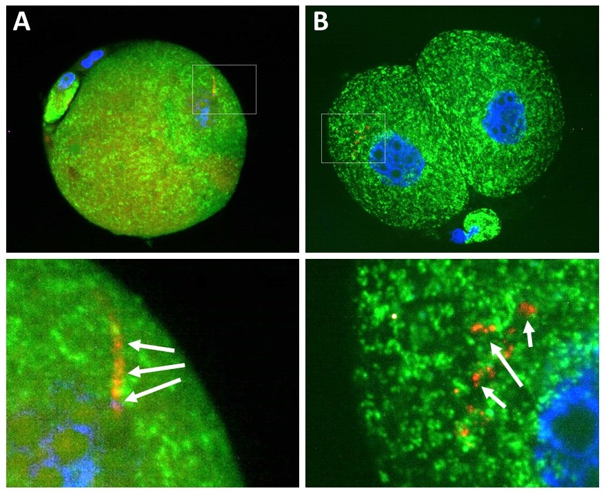 Mitochodrie v časném embryu. (A) Mitochodrie (zeleně) dědíme po matce a tak není překvapením, že jich v oplozeném vajíčku najdeme přes 100 tisíc. Nicméně, spermie proniká do vajíčka i s bičíkem a tak přináší své mitochodrie dovnitř (červeně), v detai