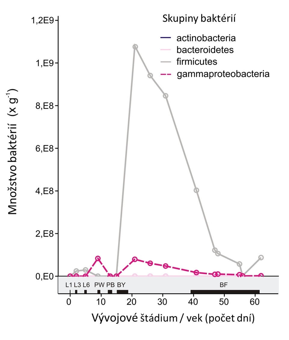 Graf zobrazuje mnoĹľstvo (kĂłpie 16S rRNA gĂ©nu na gram trĂˇviaceho traktu) vybranĂ˝ch bakteriĂˇlnych skupĂ­n v celom trĂˇviacom trakte vÄŤiel poÄŤas vĂ˝voja. 1-, 3- aÂ 6-dennĂ© larvy (L1, L3, L6), biele a ÄŤierne kukly (PW, PB), mladuĹˇky, dospelĂ© 