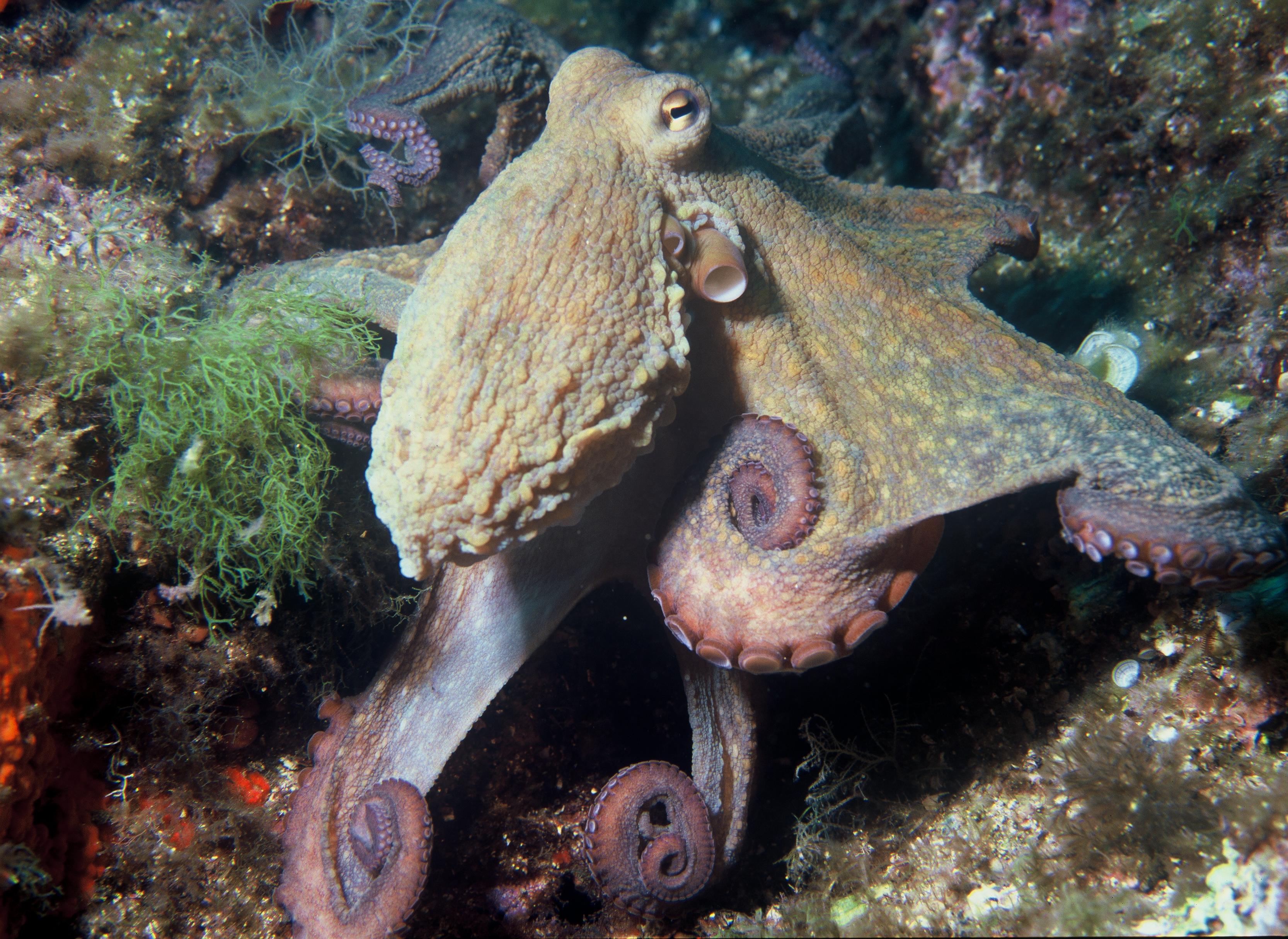 Chobotnice pobřežní je jedním z nejvíce studovaných druhů chobotnic a také jedním z nejinteligentnějších. Vyskytuje se v oblastech od východního Atlantiku, Středozemního moře a jižního pobřeží Anglie až po jižní pobřeží Jižní Afriky. 