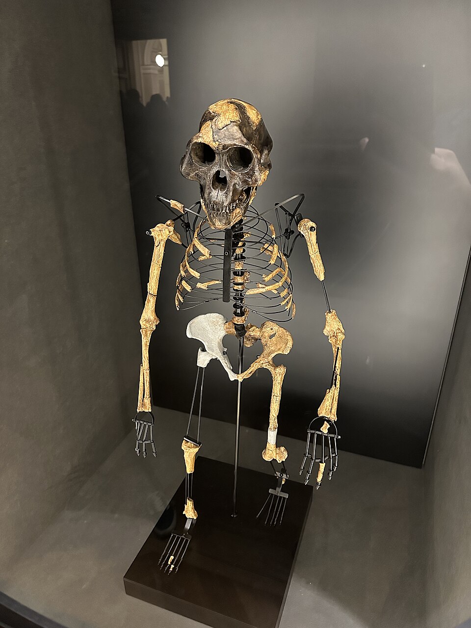 Australopithecus - rekonstrukce kostry z odlitků kostí (slavná Lucy). Kredit: Pavel.motejzik (historická budova Národního muzea, Praha, 2025).  Wikipedia,CC BY 4.0