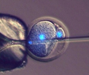 Novinkou tedy je, Ĺľe ĹľivĂ© tvory se podaĹ™ilo zĂ­skat nikoli oplodnÄ›nĂ­m vajĂ­ÄŤka, ale o â€žoplodnÄ›nĂ­ embryaâ€ś.    (Kredit: Toru Suzuki, University of Bath)