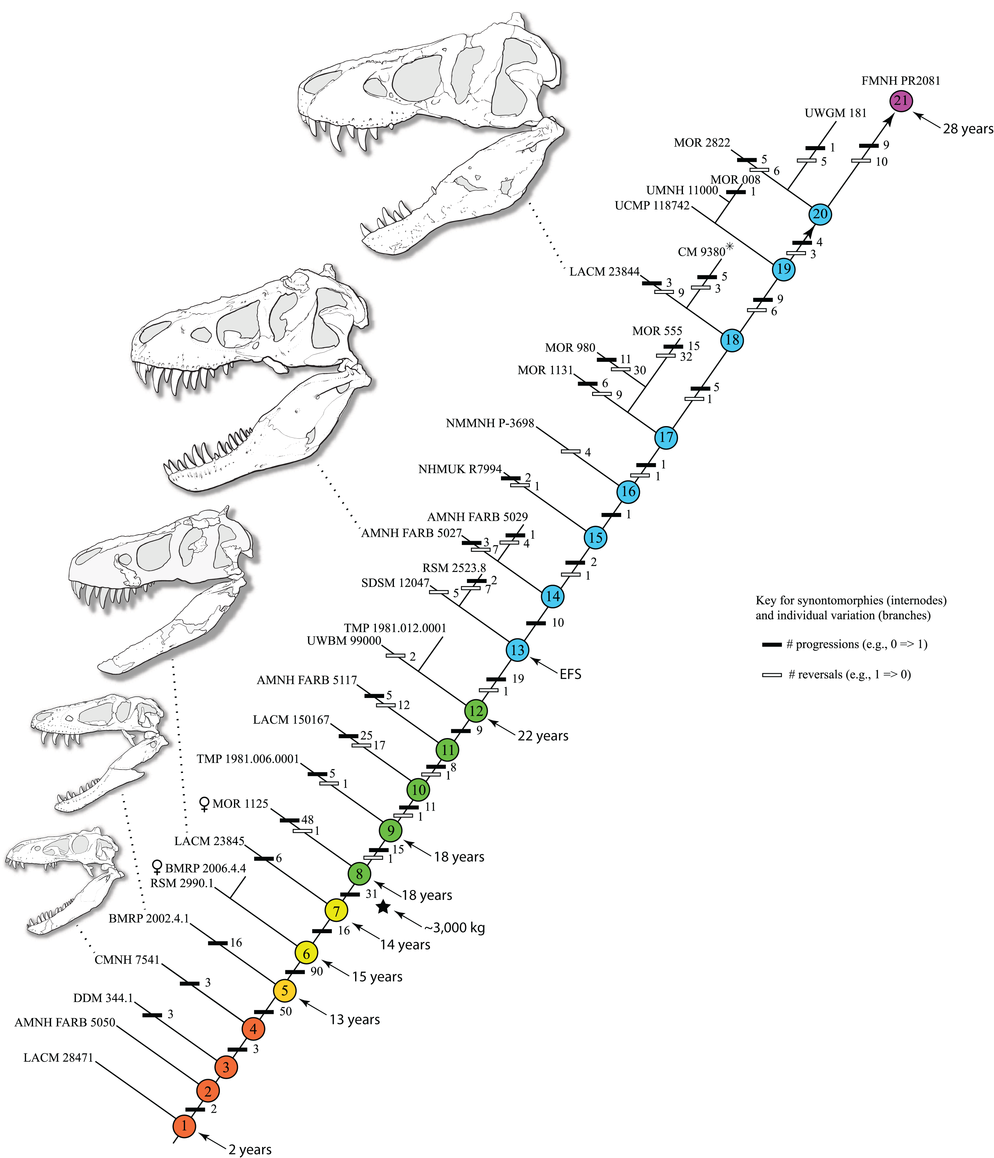 Diagram zobrazující lebky několika exemplářů druhu T. rex z různých ontogenetických stadií jeho vývoje. Slavná „Sue“ byla s 28 roky věku nejstarším s jistotou známým exemplářem, ještě větší „Scotty“ byl naopak jedním z nejmladších dospělců. Celková v